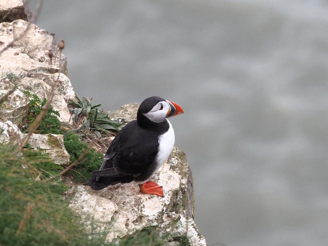 Bempton Cliffs