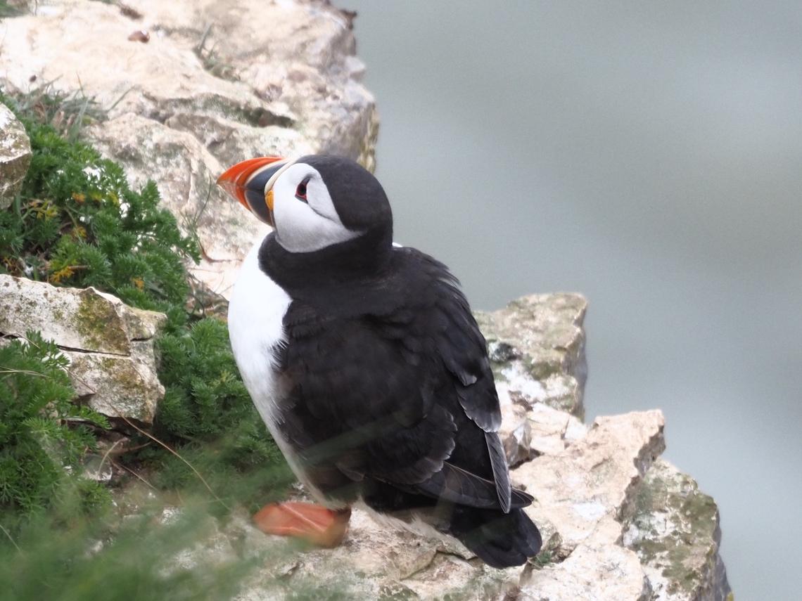 Puffin at Bempton Cliffs