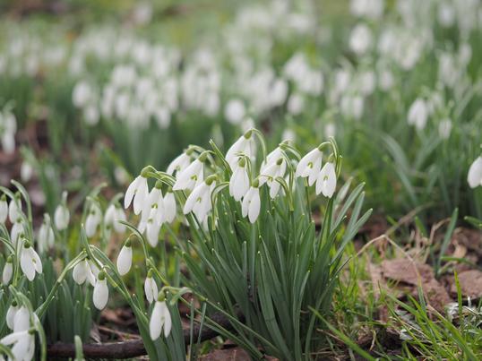 February snowdrops ,Meanwood