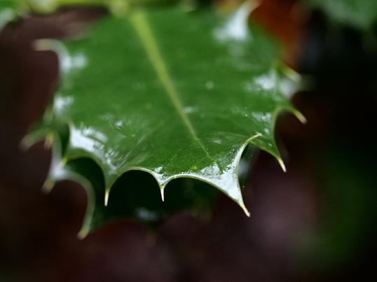 Reflections in the rain