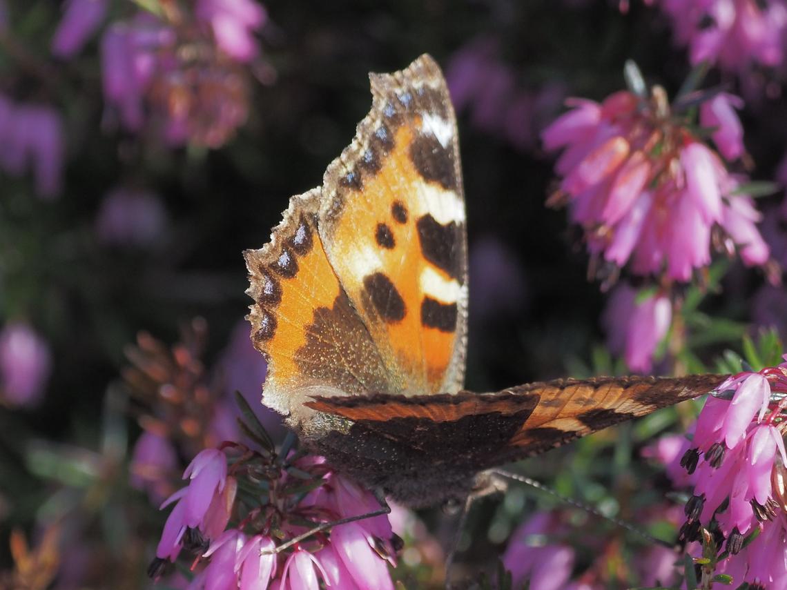 Harlow Carr colour