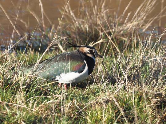 Iridesant Lapwing