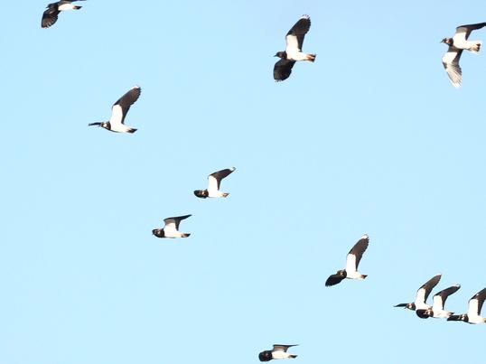 In flight Lapwings